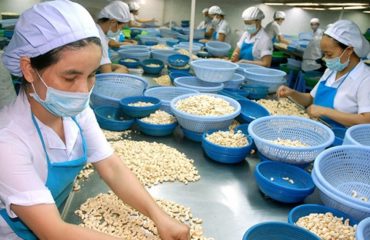 For 12 consecutive years, Vietnam leads the world in cashew exports