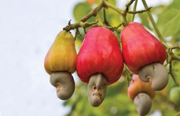 吃腰果保护健康